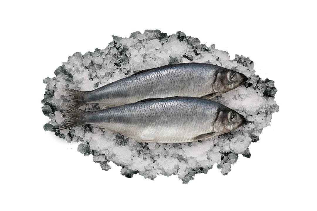 Сельдь